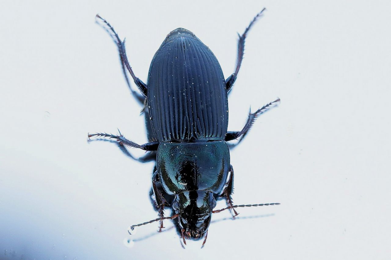 Helops  sp. (Tenebrionidae) ? no, Harpalus dimidiatus (Carabidae)